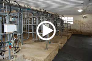 Zimmerman Cattle Control Milking Parlor Dairy Barn Equipment