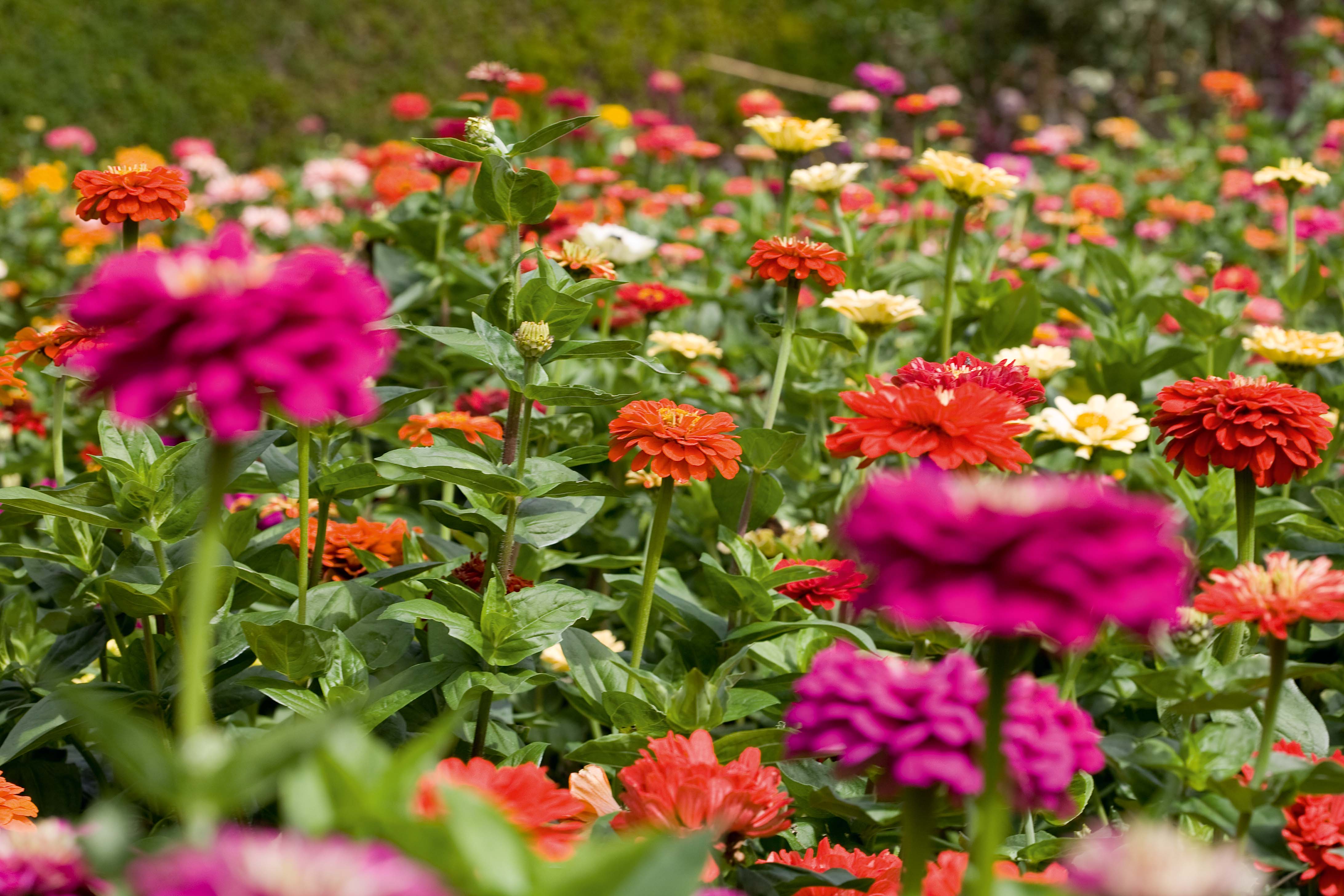 Zinnias Growing Tips: Vibrant Blooms Guaranteed