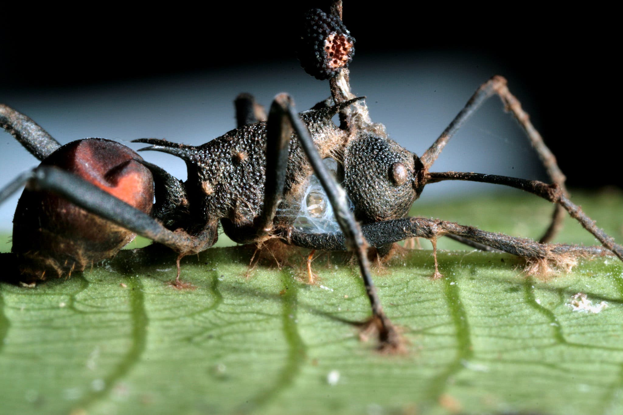 How Does Ant Zombie Fungus Work? Control Tips - Neh Institute Hub