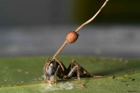 Zombie Fungus In Ants